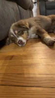 Little Girl, a female Australian Shepherd for sale in Pierz, MN – 3 of 4