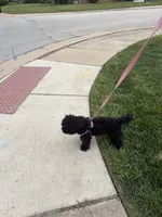 Dream, a female Yorkipoo for sale in South Holland, IL – 1 of 5