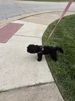 Dream, a female Yorkipoo for sale in South Holland, IL – 2 of 5