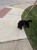 Dream, a female Yorkipoo for sale in South Holland, IL – 4 of 5