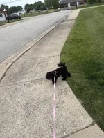 Dream, a female Yorkipoo for sale in South Holland, IL – 5 of 5