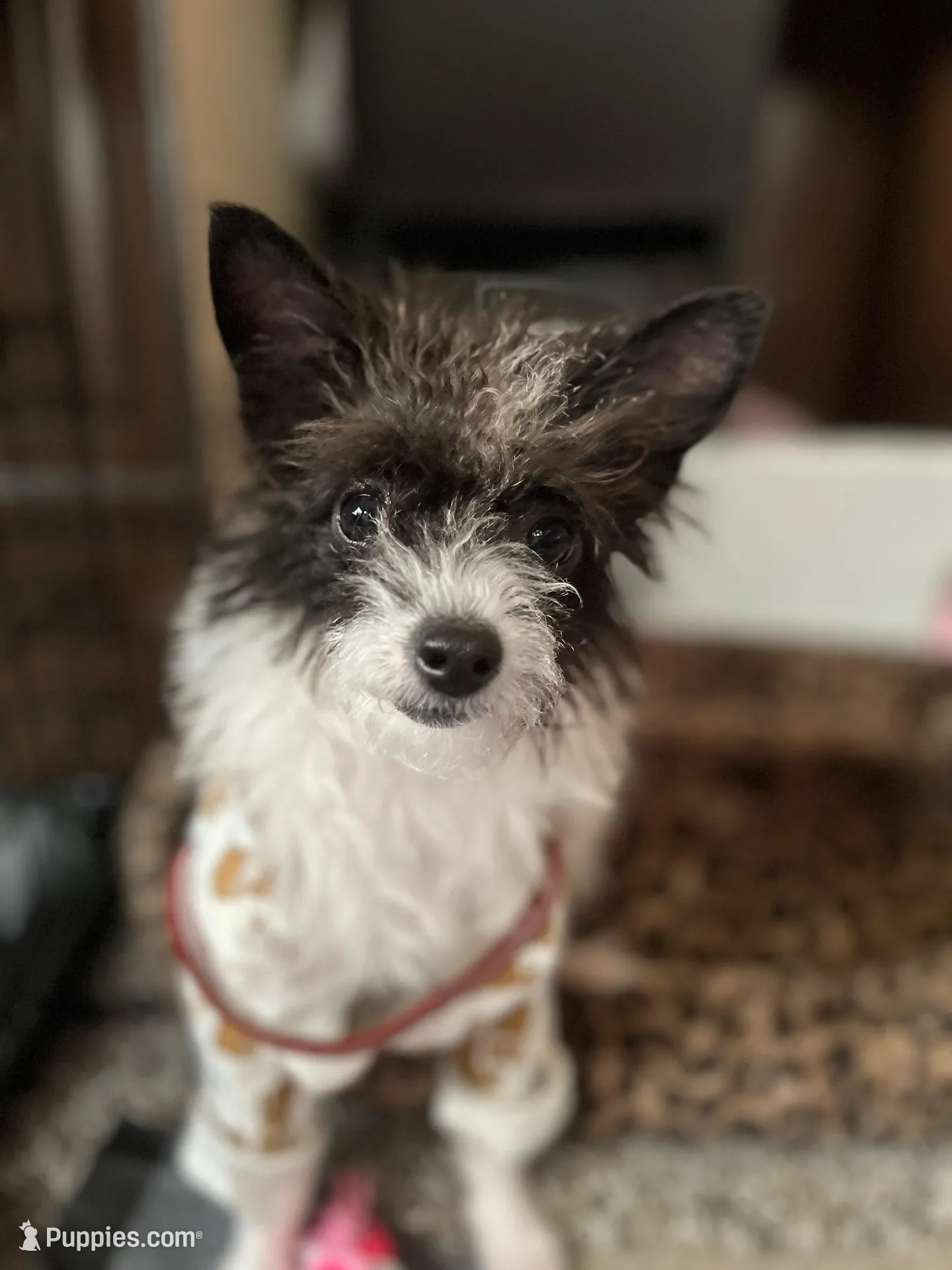 Chanel, a female Chihuahua for sale in Tehachapi, CA – Photo 3 of 3
