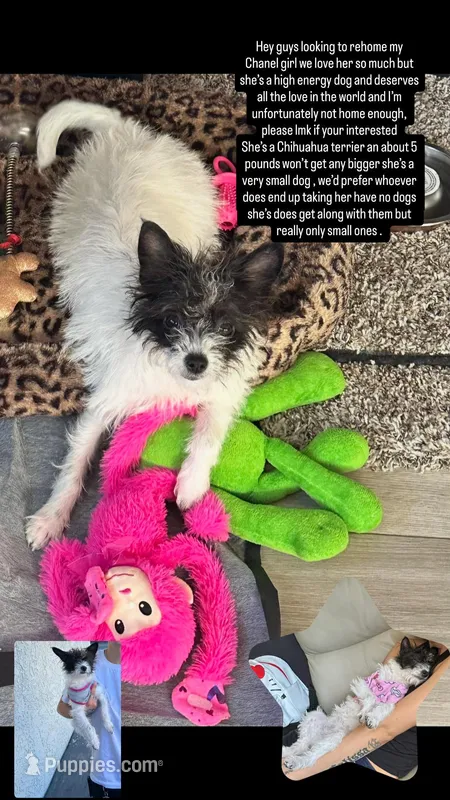 Chanel – Chihuahua puppy for sale in Tehachapi, CA