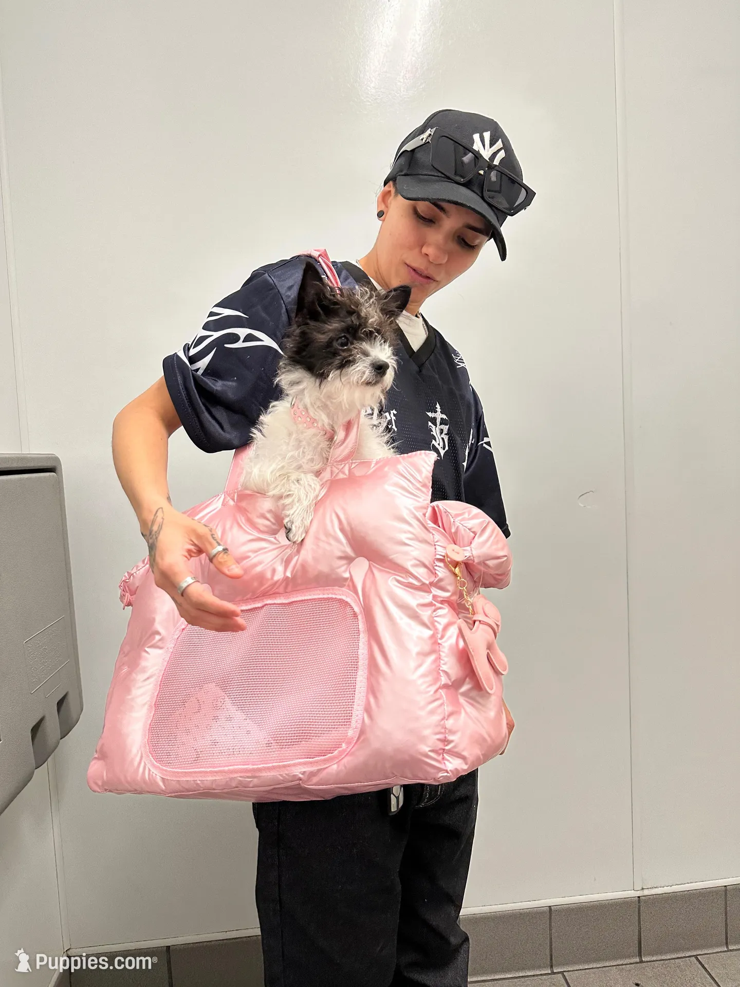 Chanel, a female Chihuahua for sale in Tehachapi, CA – Photo 2 of 3