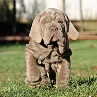 Molly, a female Neapolitan Mastiff for sale in Crescent City, CA – Photo 2 of 3
