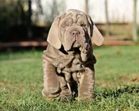 Molly, a female Neapolitan Mastiff for sale in Crescent City, CA – Photo 2 of 3