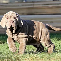 Molly, a female Neapolitan Mastiff for sale in Crescent City, CA – Photo 3 of 3