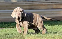 Molly, a female Neapolitan Mastiff for sale in Crescent City, CA – Photo 3 of 3