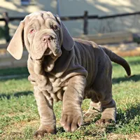 Molly, a female Neapolitan Mastiff for sale in Crescent City, CA – Photo 1 of 3