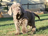 Molly, a female Neapolitan Mastiff for sale in Crescent City, CA – Photo 1 of 3