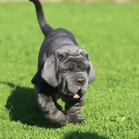 Lucy, a female Neapolitan Mastiff for sale in Crescent City, CA – Photo 2 of 3