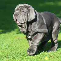 Lucy, a female Neapolitan Mastiff for sale in Crescent City, CA – Photo 3 of 3