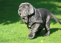 Lucy, a female Neapolitan Mastiff for sale in Crescent City, CA – Photo 3 of 3