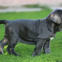 Lucy, a female Neapolitan Mastiff for sale in Crescent City, CA – Photo 1 of 3
