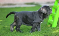 Lucy, a female Neapolitan Mastiff for sale in Crescent City, CA – Photo 1 of 3