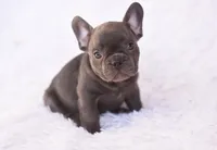 Cooper, a male French Bulldog for sale in Crescent City, CA – Photo 2 of 7