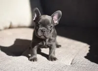 Cooper, a male French Bulldog for sale in Crescent City, CA – Photo 3 of 7