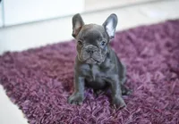 Cooper, a male French Bulldog for sale in Crescent City, CA – Photo 4 of 7