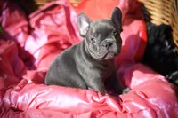 Cooper, a male French Bulldog for sale in Crescent City, CA – Photo 5 of 7