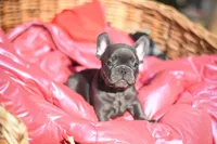 Cooper, a male French Bulldog for sale in Crescent City, CA – Photo 7 of 7
