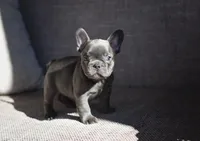 Cooper, a male French Bulldog for sale in Crescent City, CA – Photo 6 of 7