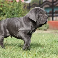 Cooper, a male Neapolitan Mastiff for sale in Crescent City, CA – Photo 3 of 3