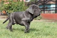 Cooper, a male Neapolitan Mastiff for sale in Crescent City, CA – Photo 3 of 3