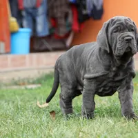 Cooper, a male Neapolitan Mastiff for sale in Crescent City, CA – Photo 2 of 3