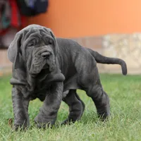 Cooper, a male Neapolitan Mastiff for sale in Crescent City, CA – Photo 1 of 3