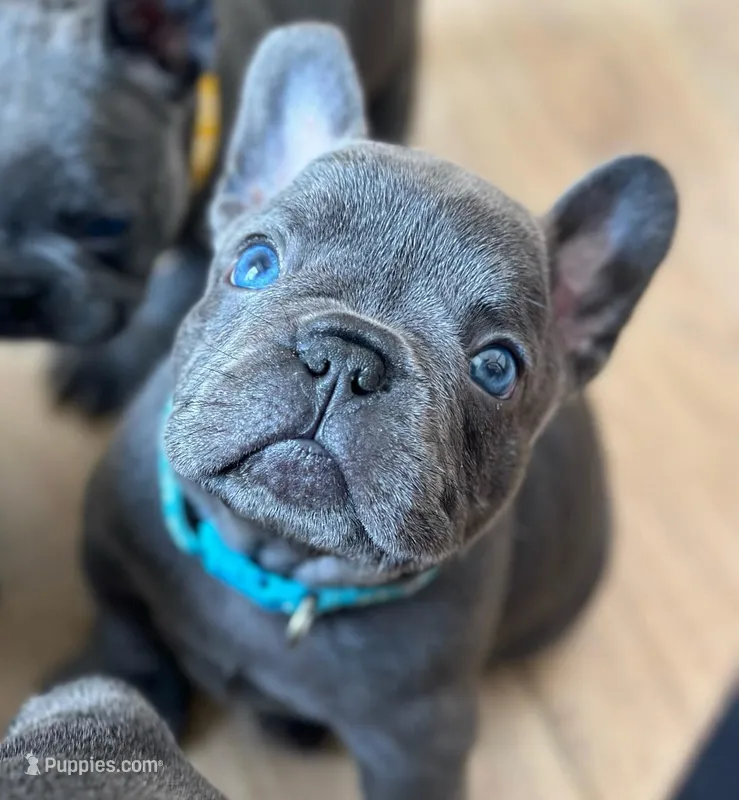 Rocky – French Bulldog puppy for sale in Crescent City, CA