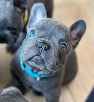 Rocky, a male French Bulldog for sale in Crescent City, CA – Photo 1 of 4