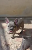 Rocky, a male French Bulldog for sale in Crescent City, CA – Photo 4 of 4