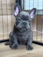 Rocky, a male French Bulldog for sale in Crescent City, CA – Photo 3 of 4