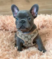 Rocky, a male French Bulldog for sale in Crescent City, CA – Photo 2 of 4