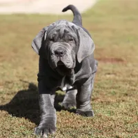 Buddy, a male Neapolitan Mastiff for sale in Crescent City, CA – Photo 1 of 3