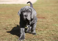 Buddy, a male Neapolitan Mastiff for sale in Crescent City, CA – Photo 1 of 3