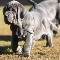 Buddy, a male Neapolitan Mastiff for sale in Crescent City, CA – Photo 3 of 3