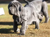 Buddy, a male Neapolitan Mastiff for sale in Crescent City, CA – Photo 3 of 3