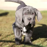 Buddy, a male Neapolitan Mastiff for sale in Crescent City, CA – Photo 2 of 3