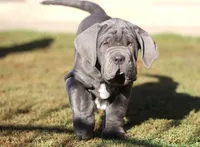Buddy, a male Neapolitan Mastiff for sale in Crescent City, CA – Photo 2 of 3