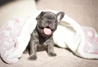 Bella, a female French Bulldog for sale in Crescent City, CA – Photo 7 of 7