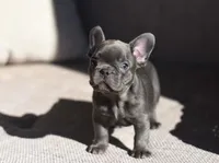 Bella, a female French Bulldog for sale in Crescent City, CA – Photo 2 of 7