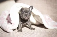 Bella, a female French Bulldog for sale in Crescent City, CA – Photo 6 of 7