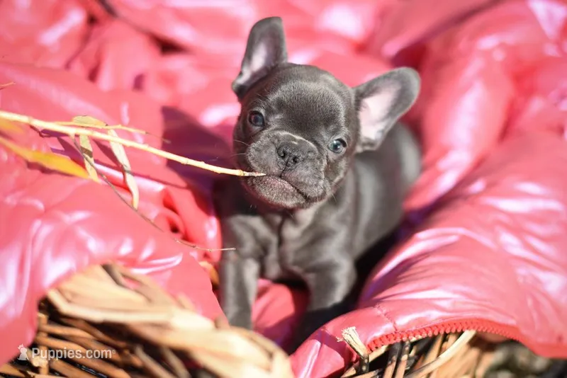 Bella, a female French Bulldog for sale in Crescent City, CA – Photo 1 of 7