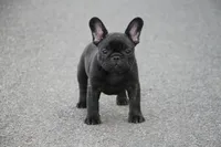 Maggie, a female French Bulldog for sale in Crescent City, CA – Photo 5 of 5