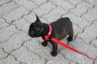 Maggie, a female French Bulldog for sale in Crescent City, CA – Photo 4 of 5