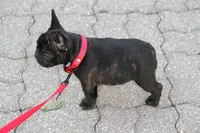 Maggie, a female French Bulldog for sale in Crescent City, CA – Photo 2 of 5