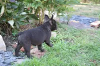 Maggie, a female French Bulldog for sale in Crescent City, CA – Photo 3 of 5