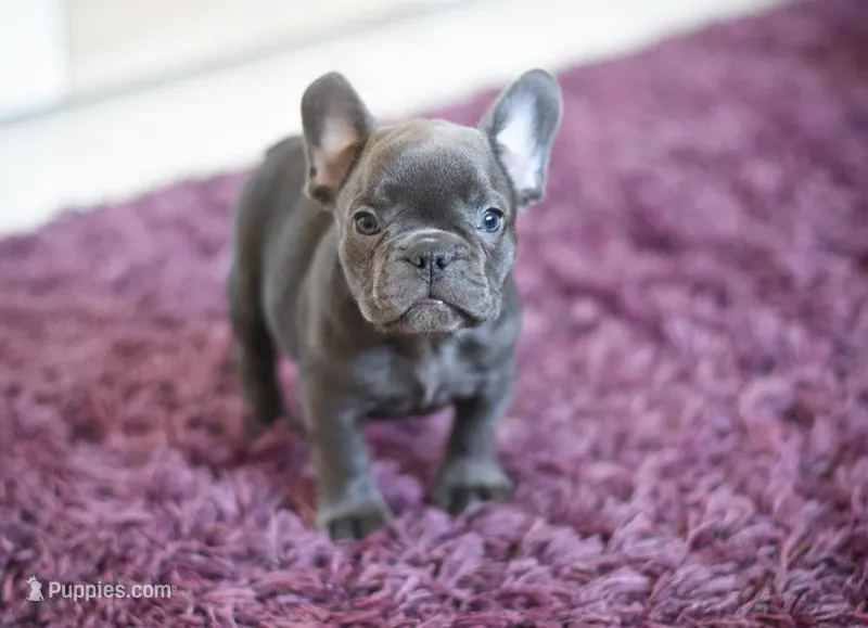 Jack – French Bulldog puppy for sale in Crescent City, CA