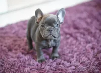 Jack, a male French Bulldog for sale in Crescent City, CA – Photo 1 of 4